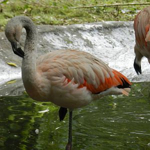 Flamingo at Flamingo Land - 14/10/2012