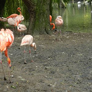 Flamingos at Flamingo Land - 14/10/2012