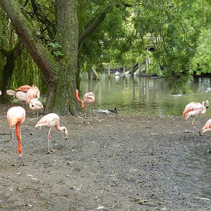 Flamingos at Flamingo Land - 14/10/2012