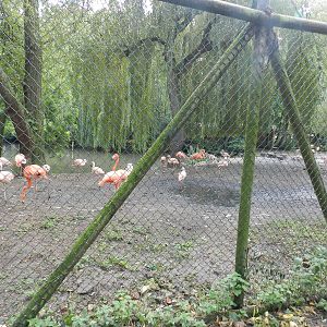 Flamingo Enclosure at Flamingo Land - 14/10/2012