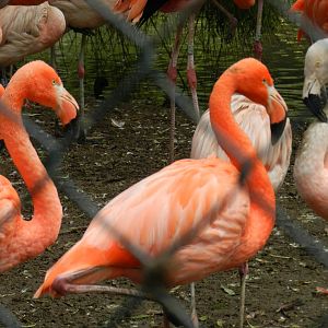 Flamingos at Flamingo Land - 14/10/2012