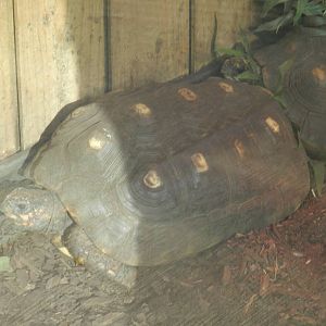 Red-footed Tortoise at Flamingo Land - 14/10/2012