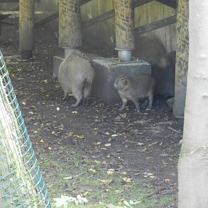Capybaras at Flamingo Land - 14/10/2012