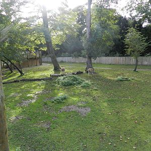 Vincuna Enclosure at Flamingo Land - 14/10/2012