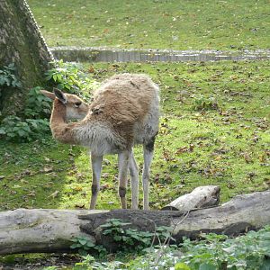 Vincuna at Flamingo Land - 14/10/2012