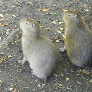 Capybaras at Flamingo Land - 14/10/2012