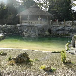 Penguin Coast at Flamingo Land - 14/10/2012