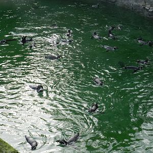 Humboldt Penguins at Flamingo Land - 14/10/2012