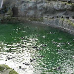 Humboldt Penuins at Flamingo Land - 14/10/2012