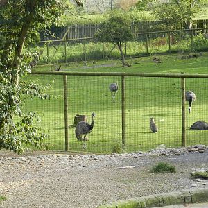 Mixed South American Paddock at Flamingo Land - 14/10/2012