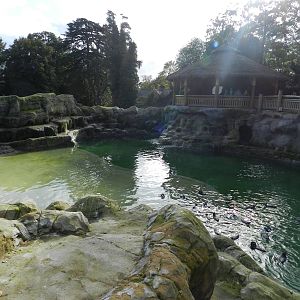 Penguin Coast at Flamingo Land - 14/10/2012
