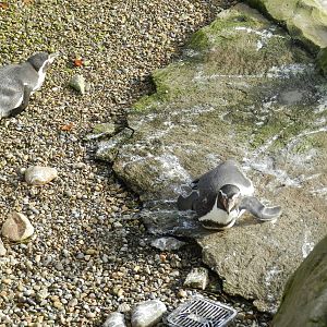 Humboldt Penuins at Flamingo Land - 14/10/2012