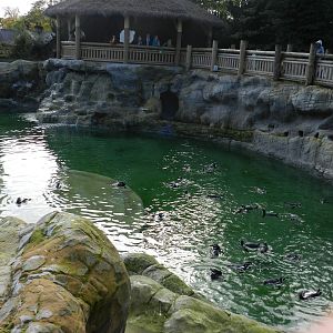 Penguin Coast at Flamingo Land - 14/10/2012