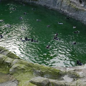 Penguin Coast at Flamingo Land - 14/10/2012