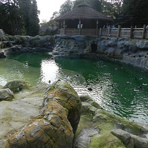 Penguin Coast at Flamingo Land - 14/10/2012