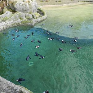 Penguin Coast at Flamingo Land - 14/10/2012
