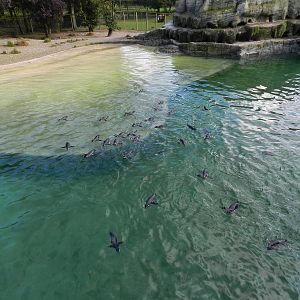 Penguin Coast at Flamingo Land - 14/10/2012