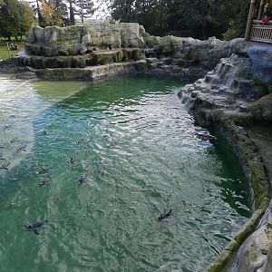 Penguin Coast at Flamingo Land - 14/10/2012