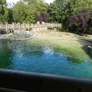 Penguin Coast at Flamingo Land - 14/10/2012