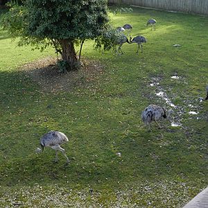 Rheas at Flamingo Land - 14/10/2012