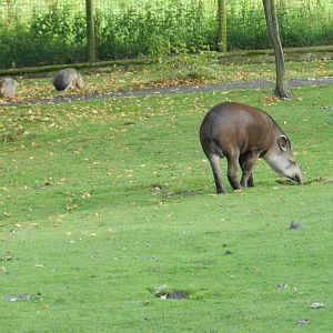 Tapir at Flamingo Land - 14/10/2012