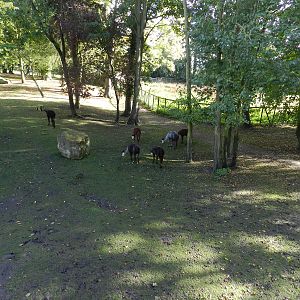 Alpacas at Flamingo Land - 14/10/2012