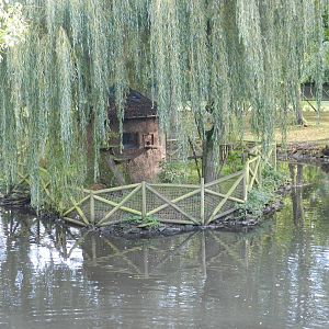 Tamarin Tree at Flamingo Land - 14/10/2012