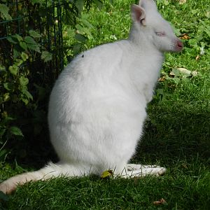 Albino Red-necked Wallaby at Flamingo Land - 14/10/2012
