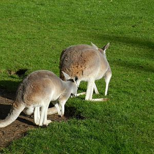 Kangaroos at Flamingo Land - 14/10/2012