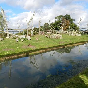 Baboon Island at Flamingo Land - 14/10/2012