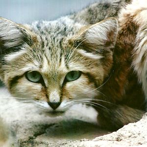 Sand Cat 12th September 2012