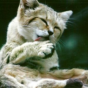 Sand Cat 12th September 2012