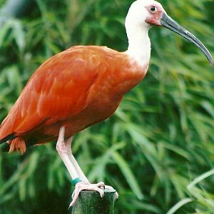 Scarlet Ibis 12th September 2012