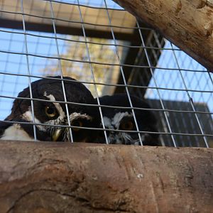 Spectacled Owl.
