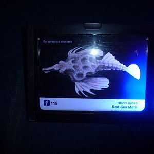 Eilat Underwater Observatory Marine Park 13.10.12