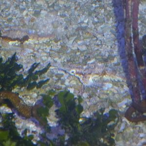 Eilat Underwater Observatory Marine Park 13.10.12