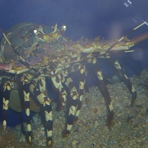 Eilat Underwater Observatory Marine Park 13.10.12