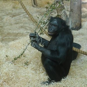 Bonobo.