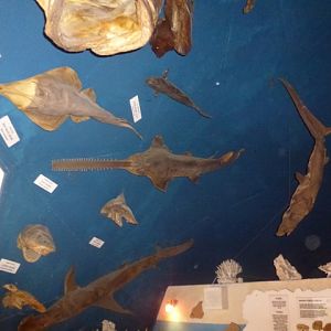 Eilat Underwater Observatory Marine Park 13.10.12