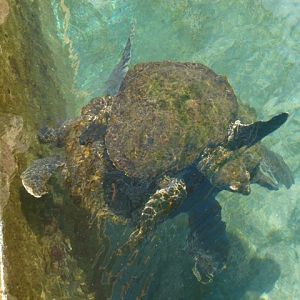 Eilat Underwater Observatory Marine Park 13.10.12