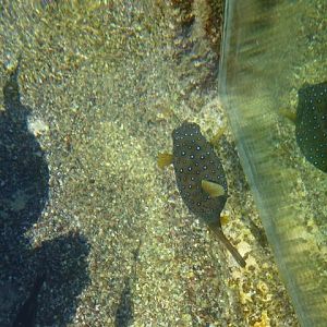 Eilat Underwater Observatory Marine Park 13.10.12
