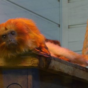 Golden Lion Tamarin
