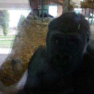 Asante the gorilla.