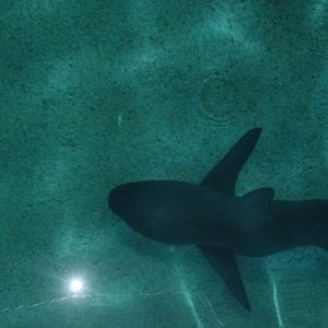 Eilat Underwater Observatory Marine Park 13.10.12