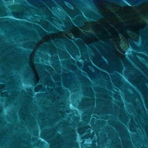 Eilat Underwater Observatory Marine Park 13.10.12