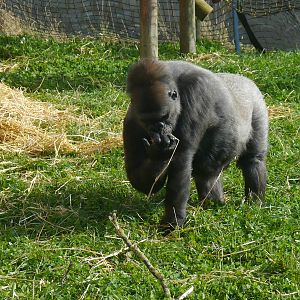 Ozala the gorilla.