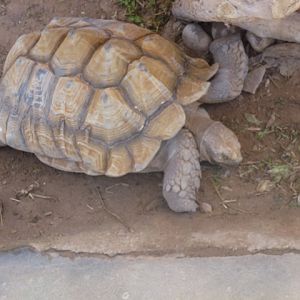 Eilat Underwater Observatory Marine Park 13.10.12