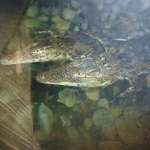 Eilat Underwater Observatory Marine Park 13.10.12