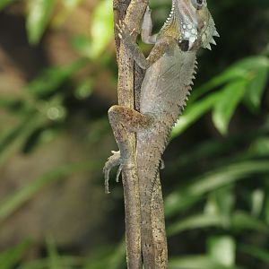 Boyd's Forest Dragon