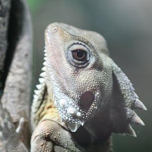 Boyd's Forest Dragon